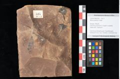 Foto (Objekt + Etikett) von Myrica lignitum Unger (NHMW-GEO-2024-0188-0535)